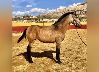 PRE, Mare, 2 years, 15.3 hh, Dun