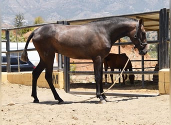 PRE Mix, Mare, 2 years, 15 hh, Gray