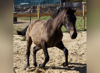 PRE Mix, Mare, 2 years, 15 hh, Grey