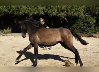 PRE Mix, Mare, 2 years, 15 hh, Grey