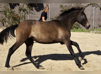 PRE, Mare, 2 years, 15 hh, Grey
