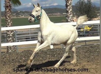 PRE Mix, Mare, 2 years, 15 hh, Palomino