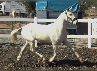 PRE Mix, Mare, 2 years, 15 hh, Palomino