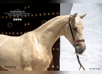 PRE, Mare, 2 years, 15,1 hh, Palomino