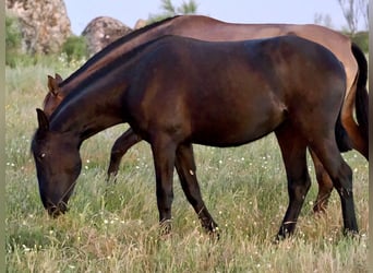 PRE Mix, Mare, 2 years, 15,2 hh, Black