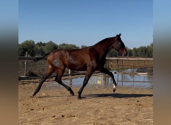 PRE Mix, Mare, 2 years, 15,2 hh, Brown