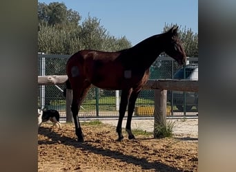 PRE Mix, Mare, 2 years, 15,2 hh, Brown