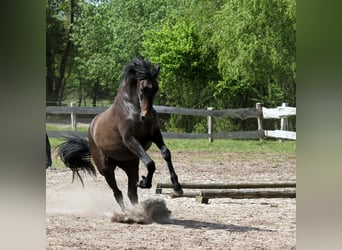 PRE Mix, Mare, 2 years, 15,2 hh, Can be white
