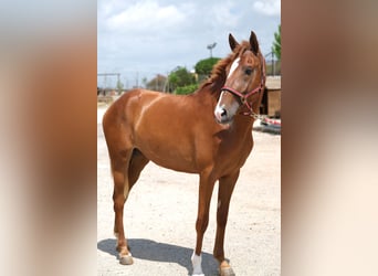 PRE Mix, Mare, 2 years, 15,2 hh, Chestnut-Red