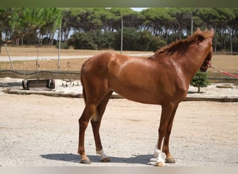 PRE Mix, Mare, 2 years, 15,2 hh, Chestnut-Red