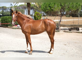 PRE Mix, Mare, 2 years, 15,2 hh, Chestnut-Red