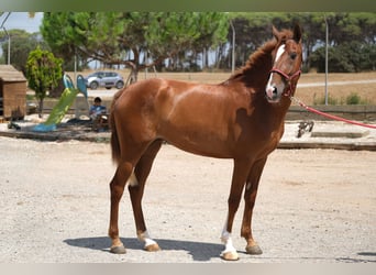 PRE Mix, Mare, 2 years, 15,2 hh, Chestnut-Red