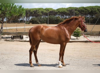 PRE Mix, Mare, 2 years, 15,2 hh, Chestnut-Red