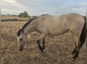 PRE, Mare, 2 years, 15,2 hh, Dun
