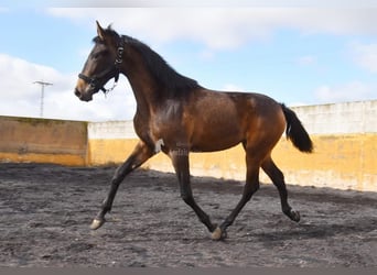 PRE, Mare, 2 years, 15,2 hh, Dun