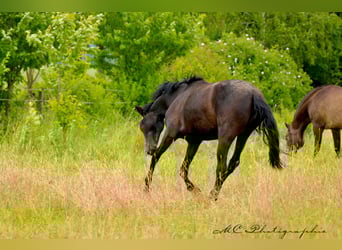 PRE, Mare, 2 years, 15,2 hh, Gray-Dark-Tan