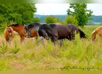 PRE, Mare, 2 years, 15,2 hh, Gray-Dark-Tan