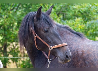 PRE Mix, Mare, 2 years, 15,2 hh, Grey