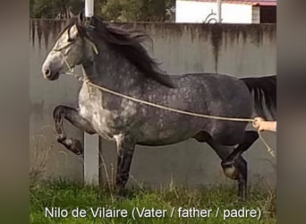 PRE Mix, Mare, 2 years, 15,2 hh, Grey