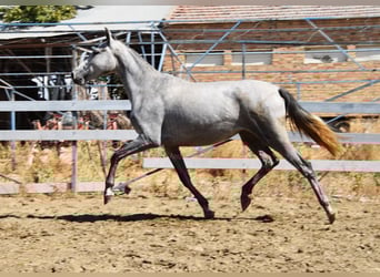 PRE Mix, Mare, 2 years, 15,2 hh, Grey