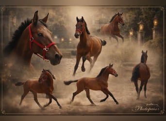 PRE Mix, Mare, 2 years, 15,3 hh, Brown