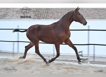 PRE Mix, Mare, 2 years, 16.1 hh, Brown-Light