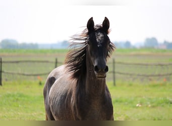 PRE, Mare, 2 years, 16.1 hh, Grey