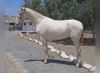 PRE, Mare, 2 years, 16,1 hh, Perlino