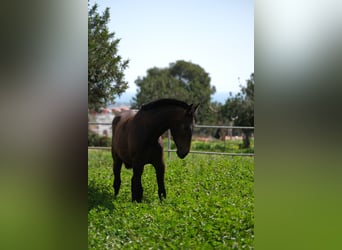 PRE Mix, Mare, 2 years, 16 hh, Bay-Dark