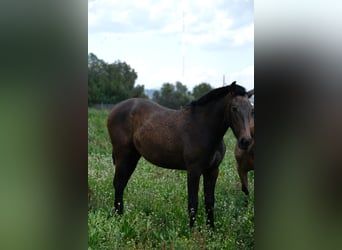 PRE Mix, Mare, 2 years, 16 hh, Bay-Dark