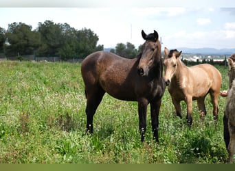 PRE Mix, Mare, 2 years, 16 hh, Bay-Dark