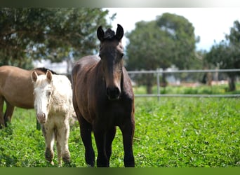 PRE Mix, Mare, 2 years, 16 hh, Bay-Dark