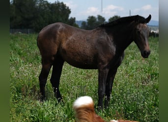 PRE Mix, Mare, 2 years, 16 hh, Bay-Dark