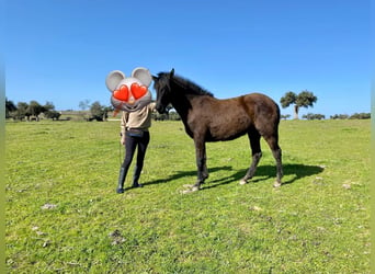 PRE Mix, Mare, 2 years, 16 hh, Black