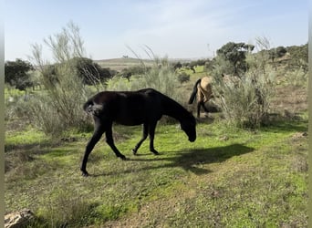 PRE Mix, Mare, 2 years, 16 hh, Black