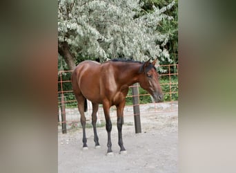 PRE, Stute, 2 Jahre, 16 hh, Brauner