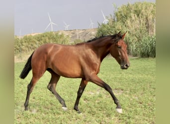 PRE, Stute, 2 Jahre, 16 hh, Brauner