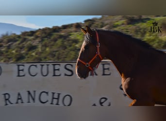 PRE Mix, Mare, 2 years, 16 hh, Brown