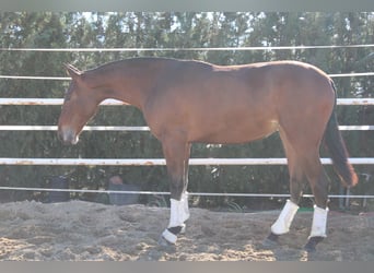 PRE, Mare, 2 years, 16 hh, Brown