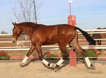 PRE, Mare, 2 years, 16 hh, Brown