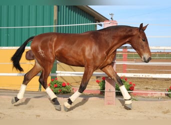 PRE, Mare, 2 years, 16 hh, Brown