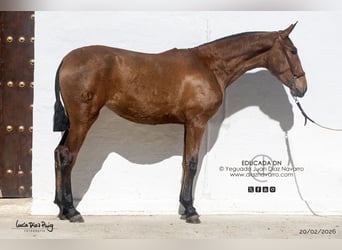 PRE, Mare, 2 years, 16 hh, Brown-Light