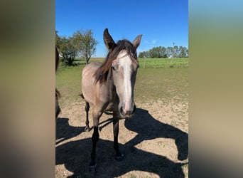 PRE, Mare, 2 years, 16 hh, Can be white