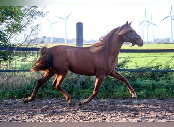 PRE Mix, Mare, 2 years, 16 hh, Chestnut-Red