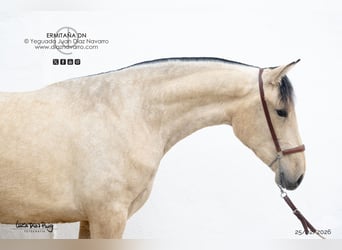 PRE, Mare, 2 years, 16 hh, Dun