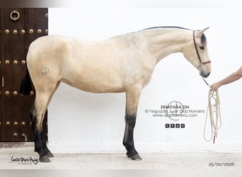 PRE, Mare, 2 years, 16 hh, Dun