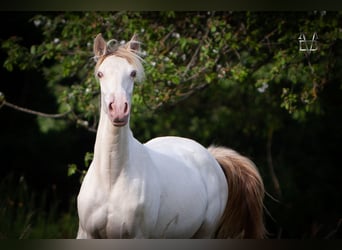 PRE, Mare, 2 years, 16 hh, Dun