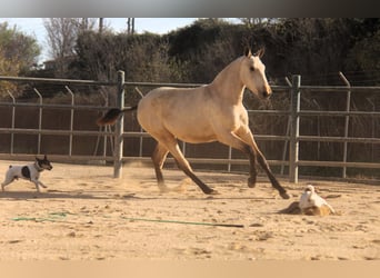 PRE Mix, Mare, 2 years, 16 hh, Dun