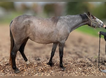 PRE Mix, Mare, 2 years, 16 hh, Gray