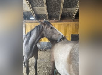 PRE Mix, Mare, 2 years, 16 hh, Gray